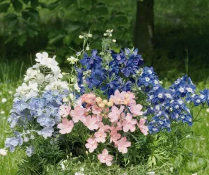 Delphinium Summer Colors Mix Seeds