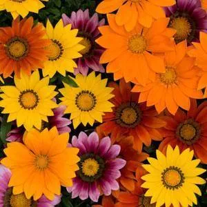 Gazania New Day Bright Mix Flower Seeds