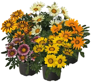 Gazania Zany Mix Flower Seeds