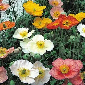 Poppy (Papaver) Champagne Bubbles Mix Flower Seeds